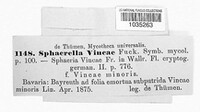 Sphaerella vincae image